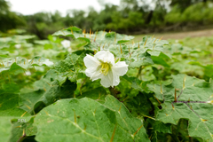 Solanum campechiense