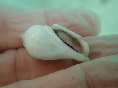 Gibberulus gibberulus observed 2026-06-18