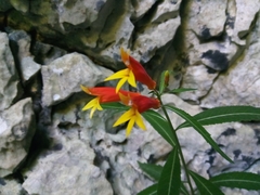 Siphocampylus sonchifolius