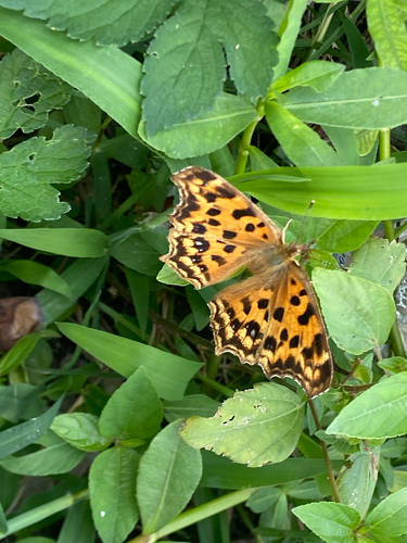 Asian Comma