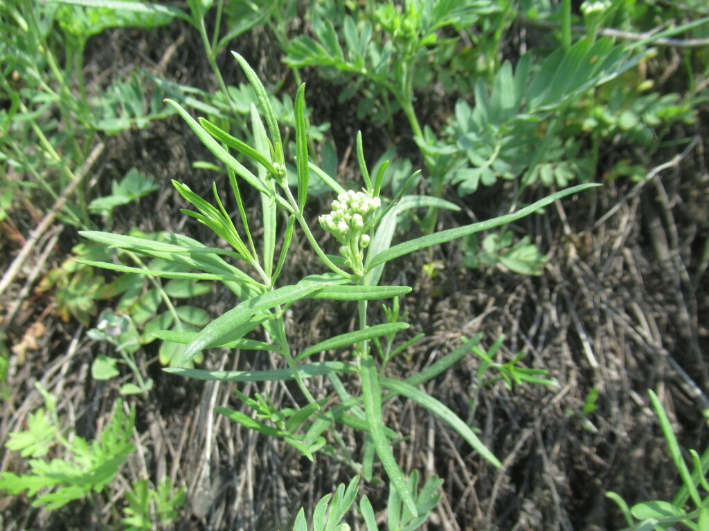 Cynanchum thesioides; photograph author not stated, no rights reserved