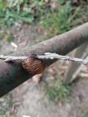 Hierodula transcaucasica
