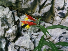 Siphocampylus sonchifolius