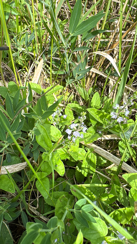 heath speedwell