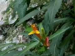 Siphocampylus sonchifolius