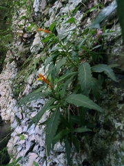 Siphocampylus sonchifolius