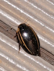 Hydaticus quadrivittatus