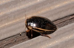 Hydaticus quadrivittatus