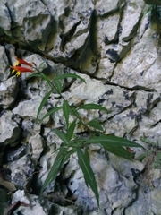 Siphocampylus sonchifolius