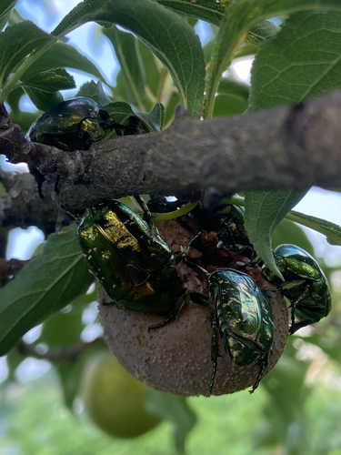Oriental Flower Beetle