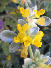 Acmispon argophyllus argophyllus