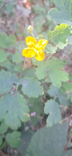 Greater celandine