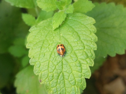 Asian Lady Beetle