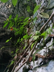 Siphocampylus sonchifolius