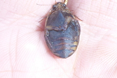 Acilius semisulcatus