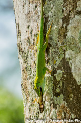Anolis
