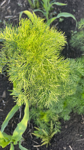scentless mayweed