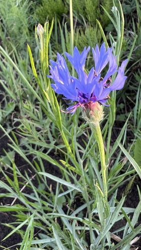 Cornflower