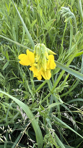 meadow pea