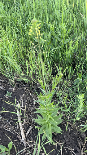 littlepod false flax