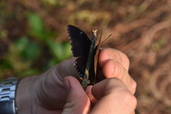 Charaxes