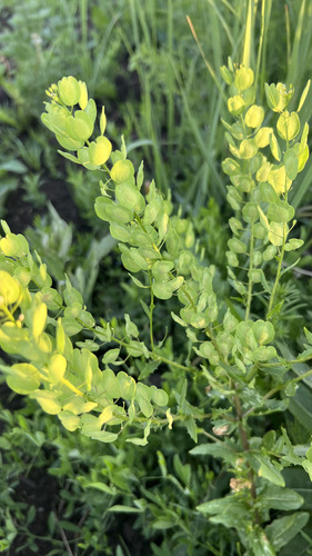 field penny-cress
