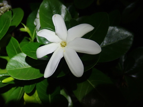 Gardenia taitensis