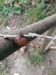 Hierodula transcaucasica