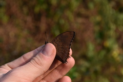 Charaxes