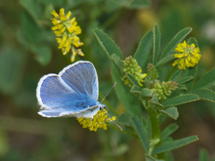 Polyommatus icarus