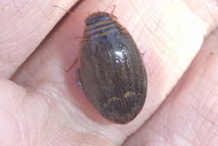 Acilius semisulcatus