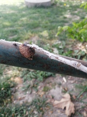 Hierodula transcaucasica