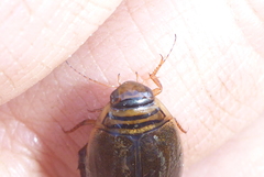 Acilius semisulcatus