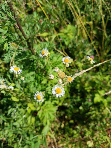 annual fleabane