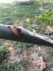 Hierodula transcaucasica