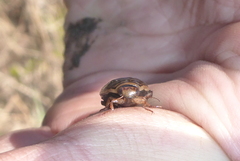 Acilius semisulcatus