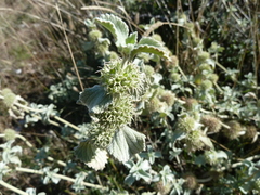Marrubium incanum