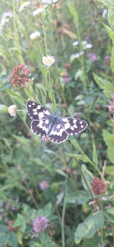 Marbled White