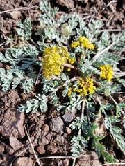 Cymopterus longipes