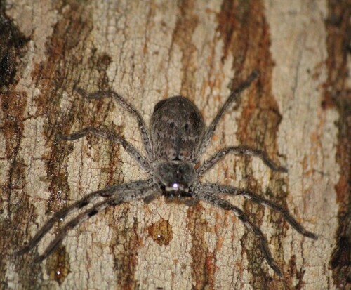 Victorian Huntsman Spider