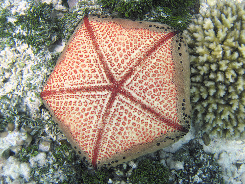 Photo of Pincushion sea star (Culcita schmideliana)