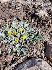 Cymopterus longipes
