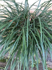 Ophiopogon