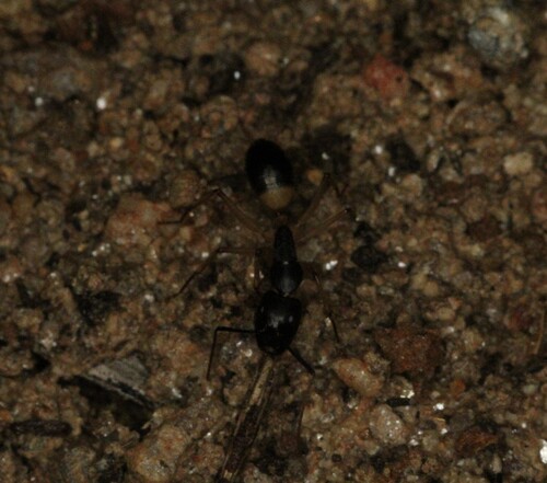 Banded Sugar Ant