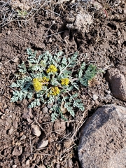 Cymopterus longipes