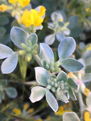 Acmispon argophyllus argophyllus