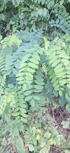 black locust