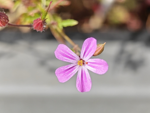 Herb Robert