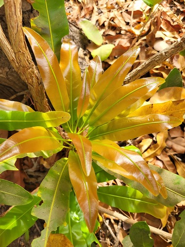 dwarf red ironwood