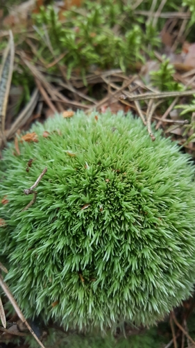 Pincushion Moss